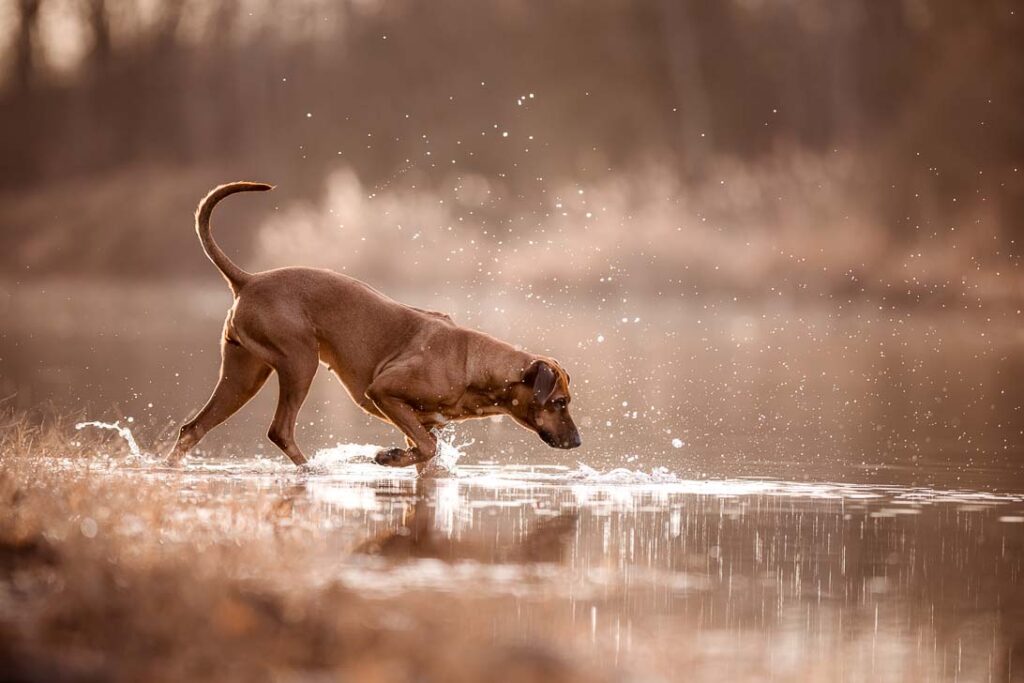 Nala mit Nina & Thomas 7 Tierfotografie Claudia Rahlmeier