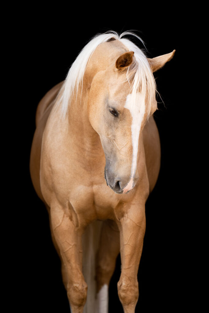 Sabine & Oliver mit Quarter Horses Callie & Oskar 2 Tierfotografie Claudia Rahlmeier