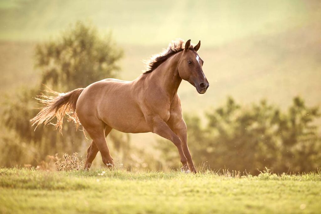 Sabine & Oliver mit Quarter Horses Callie & Oskar 9 Tierfotografie Claudia Rahlmeier