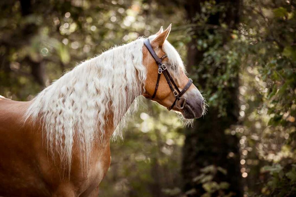 Haflinger Asti & Starlight 2 Tierfotografie Claudia Rahlmeier