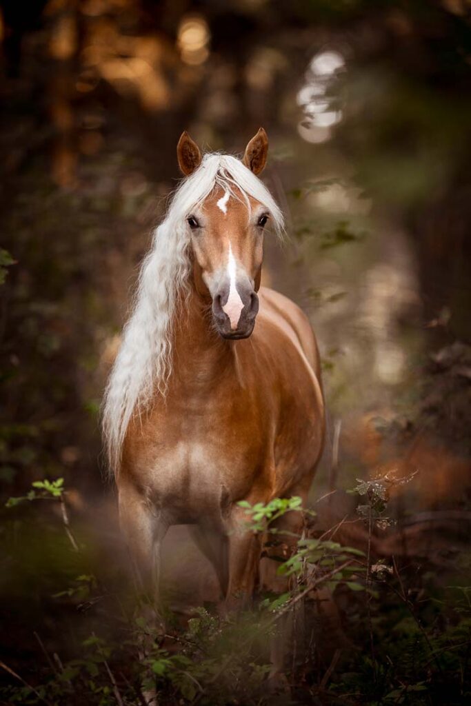 Haflinger Asti & Starlight 5 Tierfotografie Claudia Rahlmeier