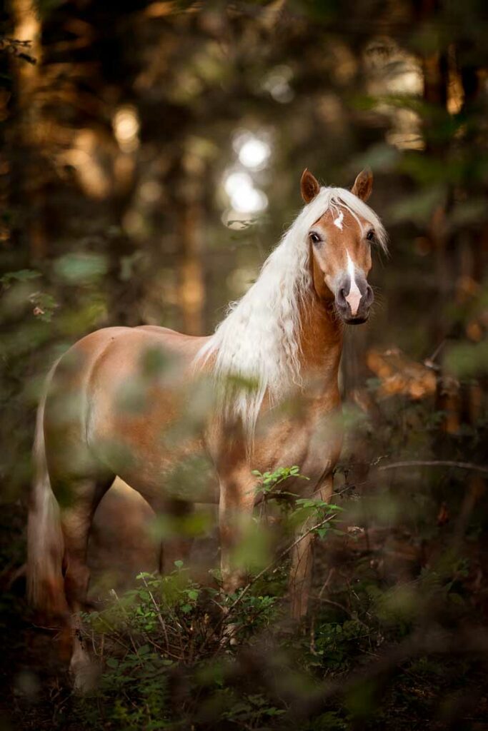 Haflinger Asti & Starlight 7 Tierfotografie Claudia Rahlmeier