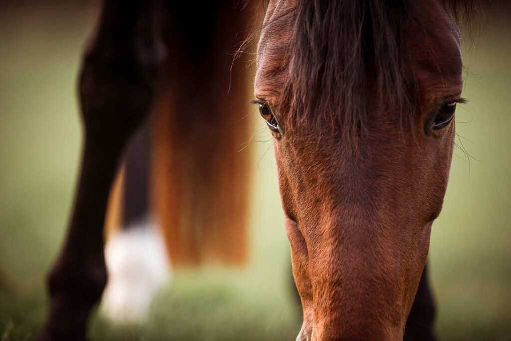 Paulinchen 10 Tierfotografie Claudia Rahlmeier
