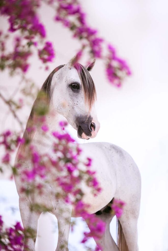 Fotoreise nach Djerba für Pferdefotografen 2026 – alle Infos & freie Plätze 4 Pferdefotografie Claudia Rahlmeier