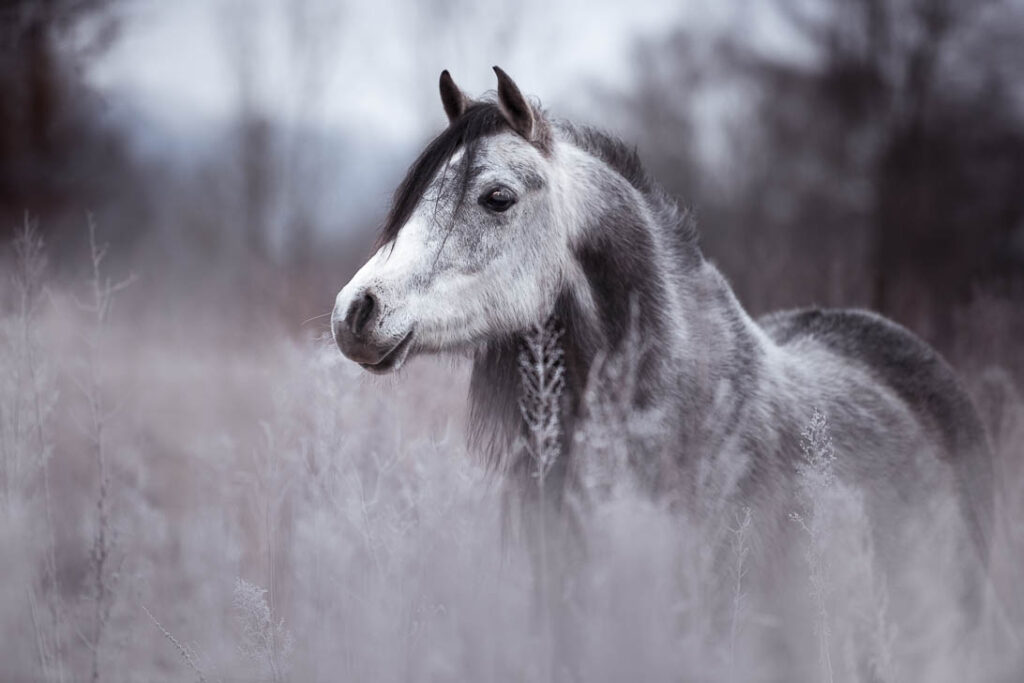 Fotoshooting mit Pferd 6 Pferdefotografie Claudia Rahlmeier