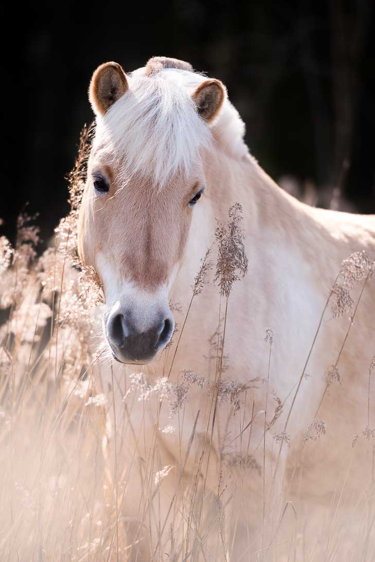 Pferdefotografie Claudia Rahlmeier