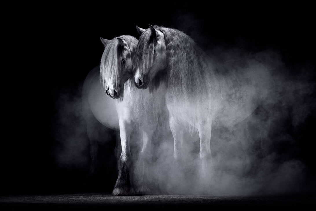 Pferdefotografie Claudia Rahlmeier