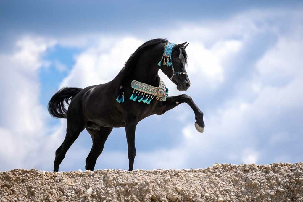 Fotoshooting mit Pferd 16 Pferdefotografie Claudia Rahlmeier