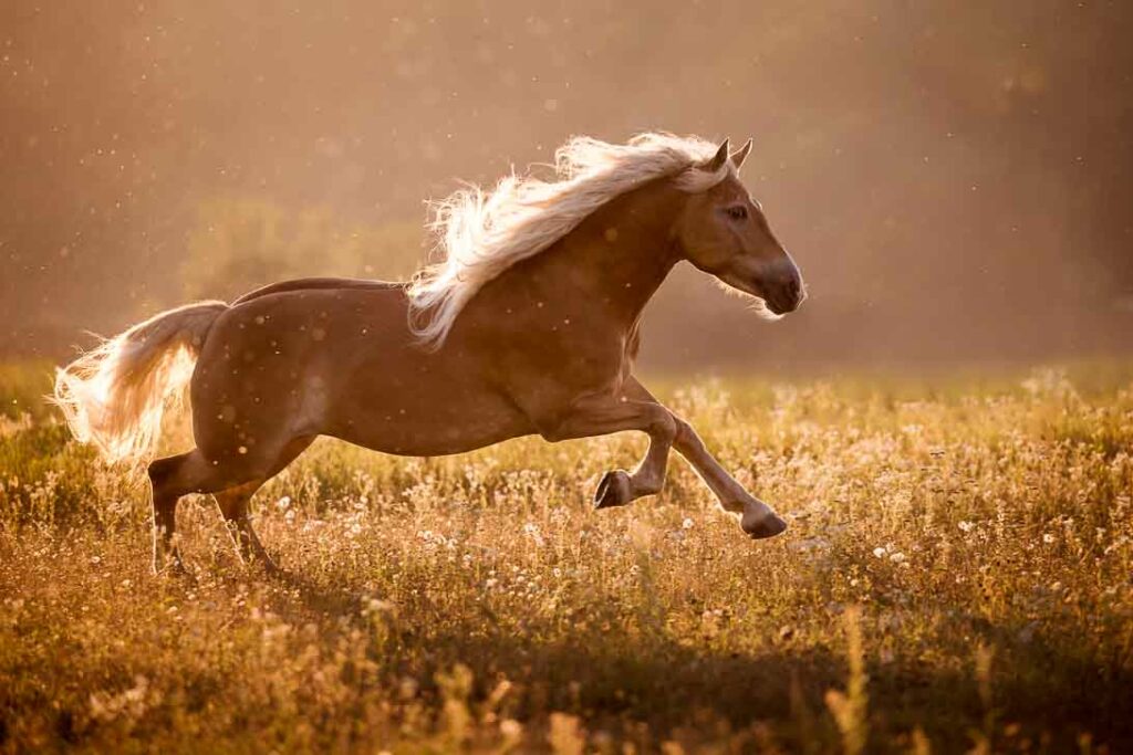 Fotoshooting mit Pferd 3 Fotoshooting mit Pferd