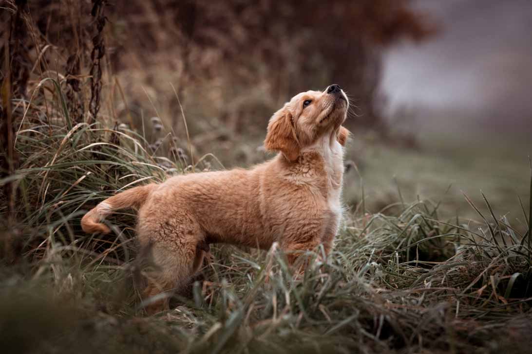Hundefotografie Claudia Rahlmeier