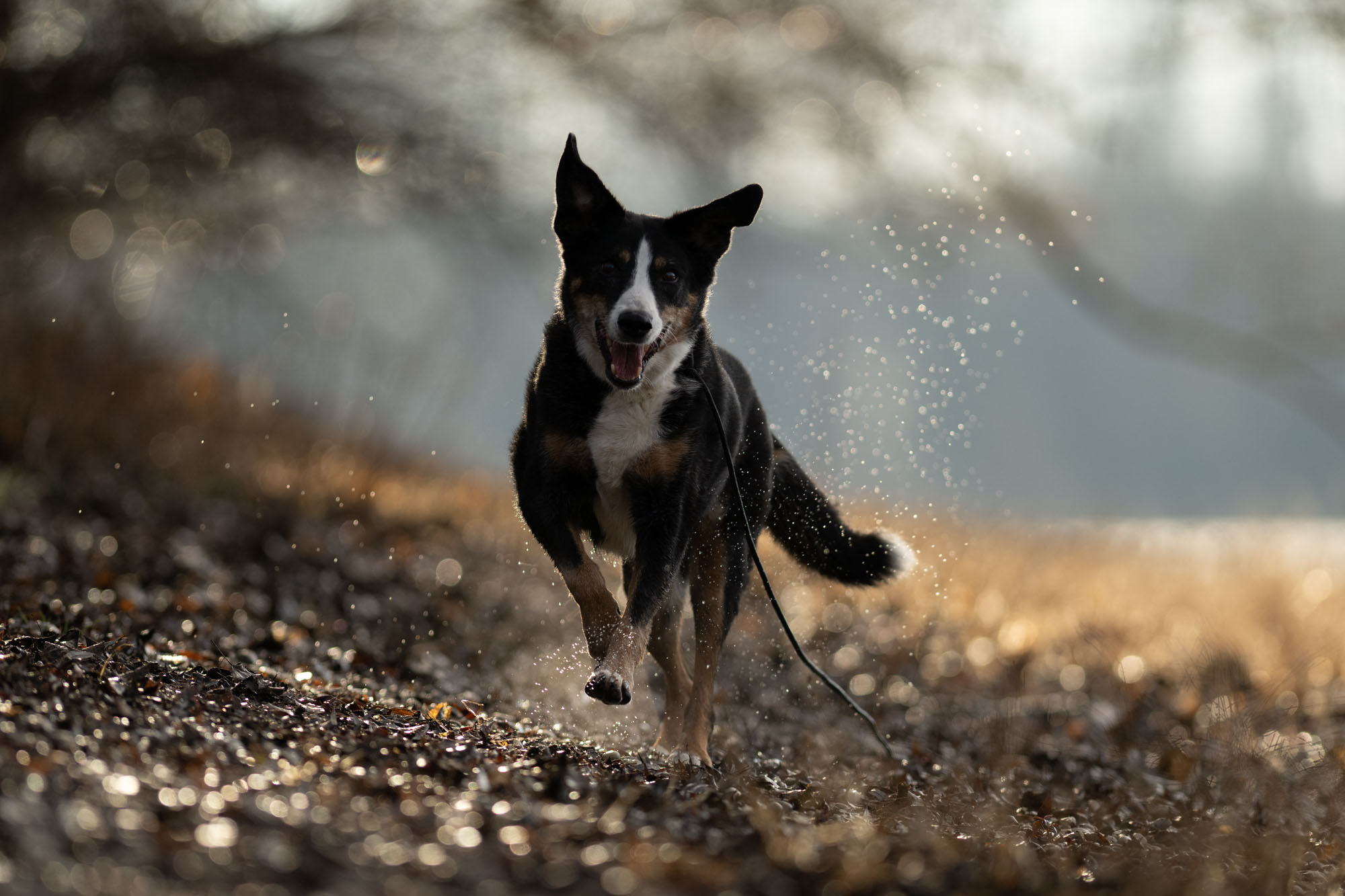 Hundefotografie Claudia Rahlmeier