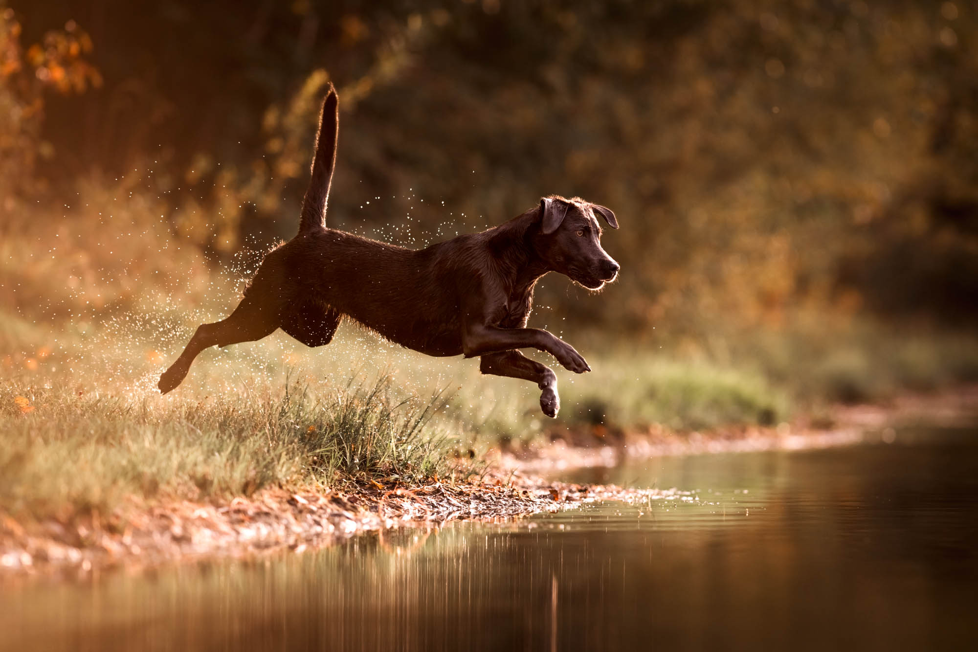 Hundefotografie Claudia Rahlmeier