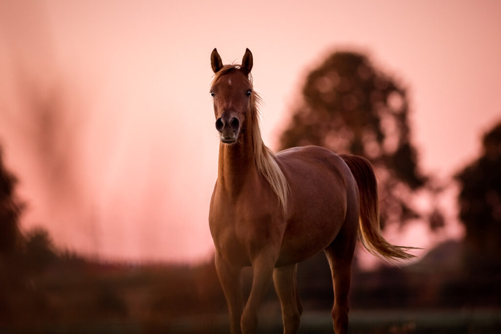 Fotoshooting mit Pferd 12 Tierfotografie Claudia Rahlmeier