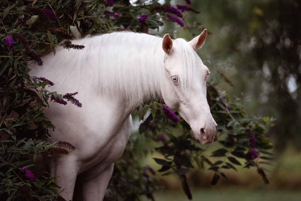 Fotoshooting mit Pferd 10 Tierfotografie Claudia Rahlmeier