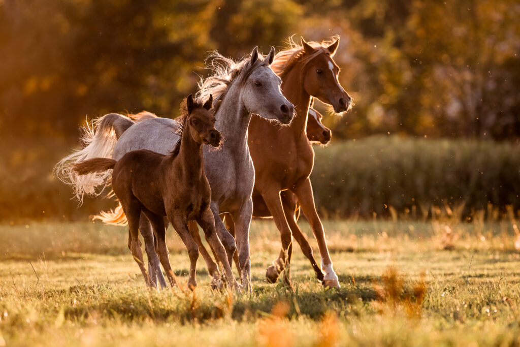 Tierfotografie Claudia Rahlmeier