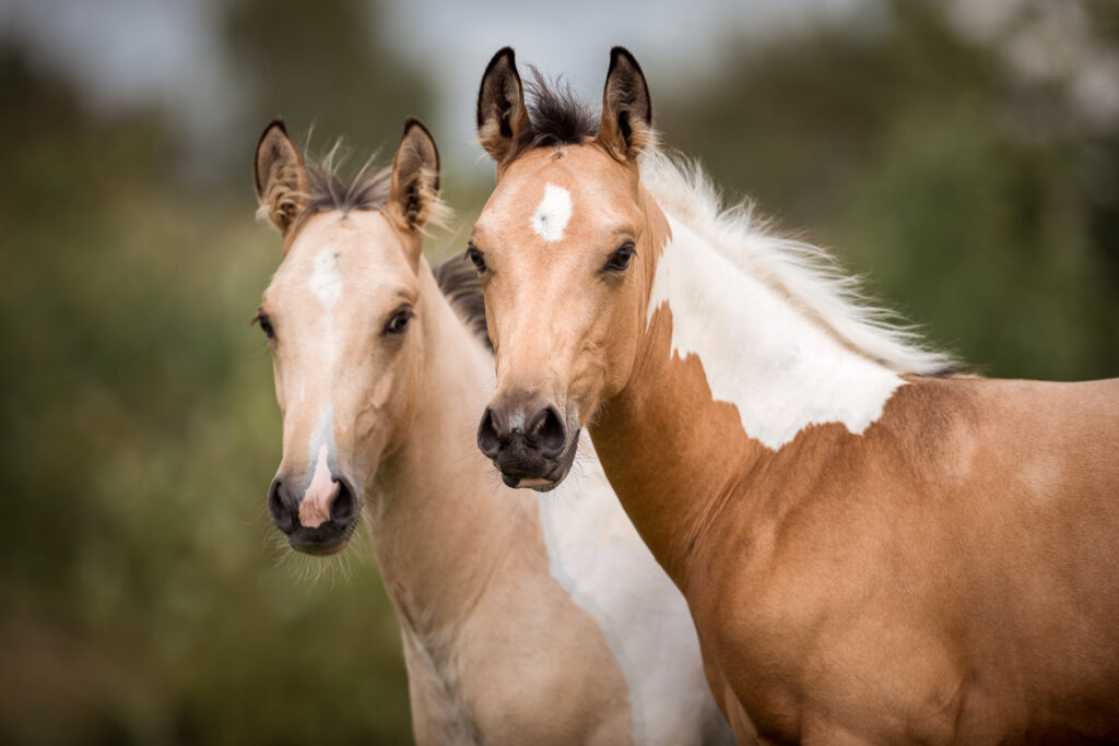 Tierfotografie Claudia Rahlmeier