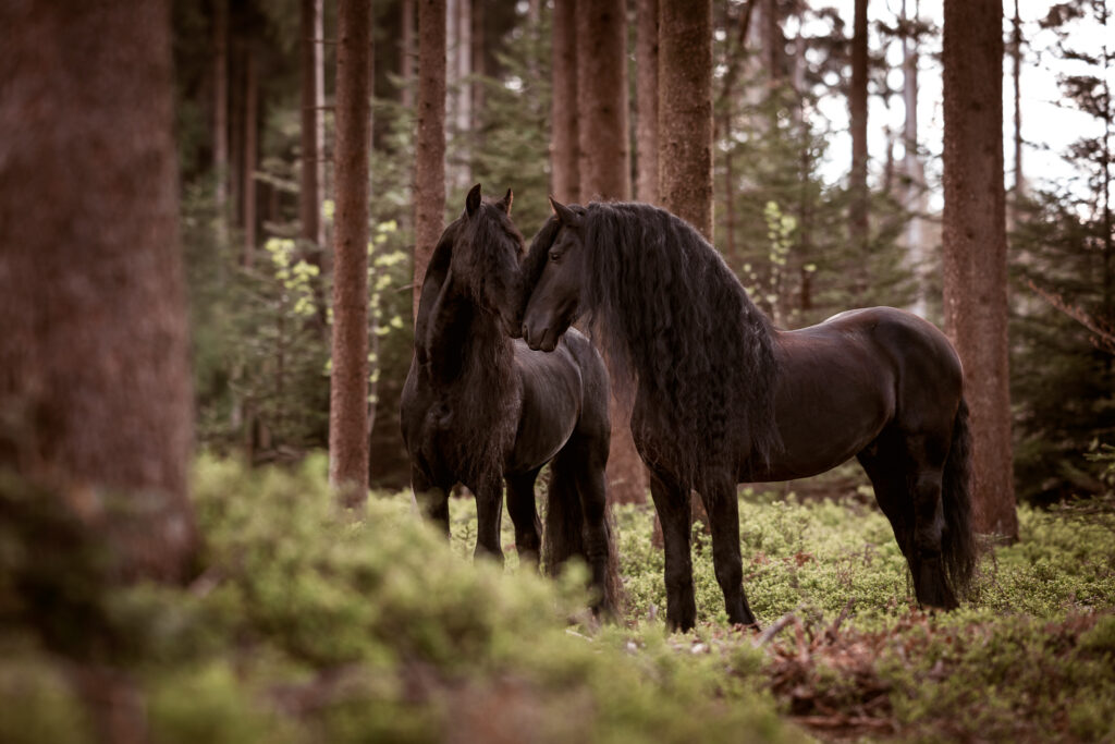 Tierfotografie Claudia Rahlmeier