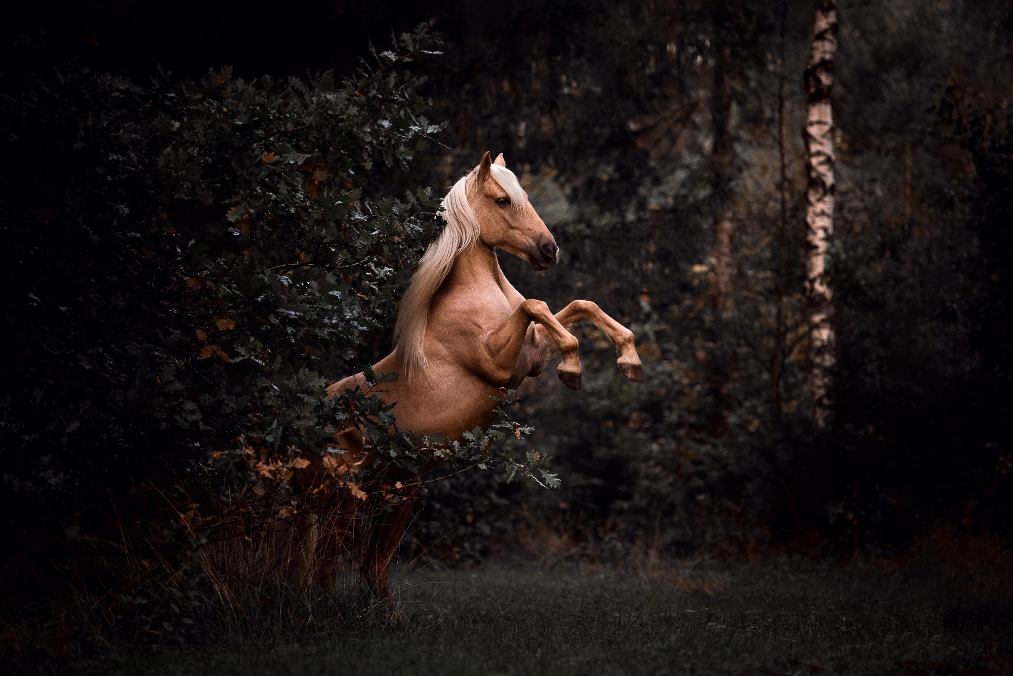 Tierfotografie Claudia Rahlmeier