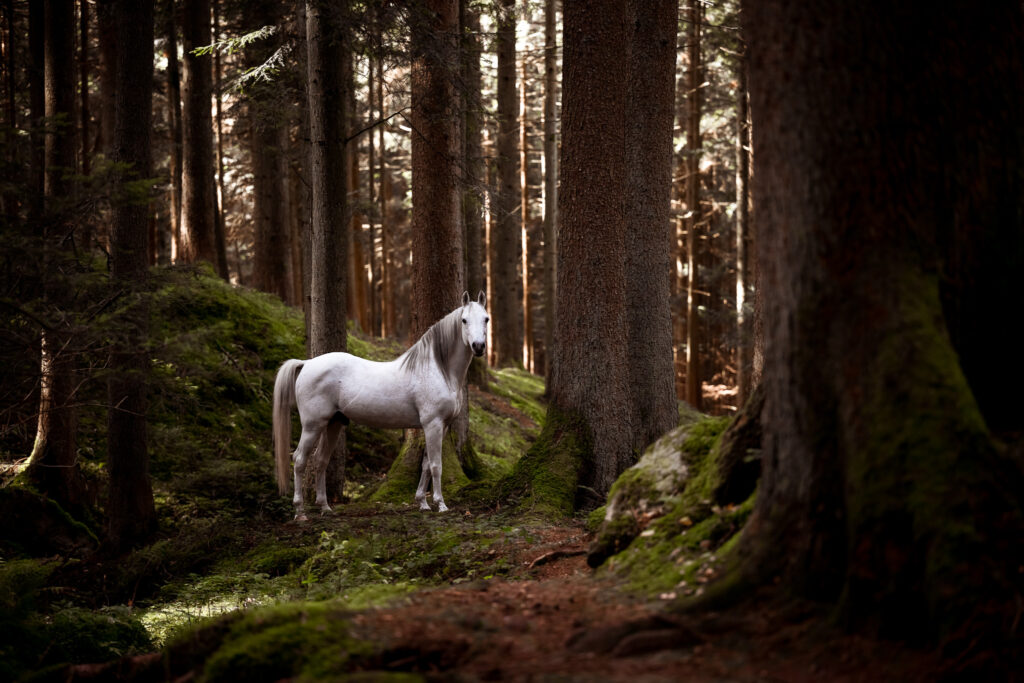 Fotoshooting mit Pferd 9 Tierfotografie Claudia Rahlmeier