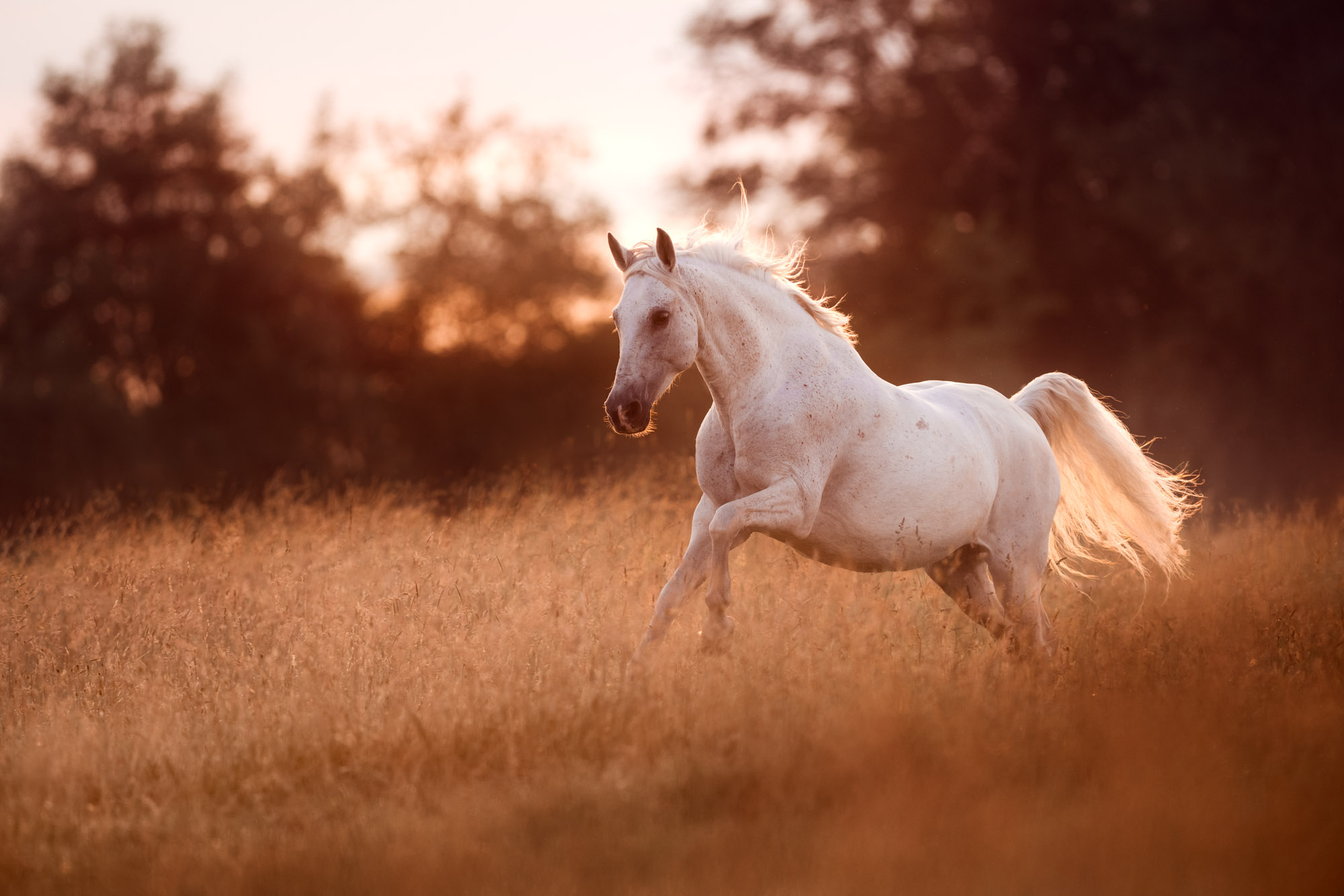 Tierfotografie Claudia Rahlmeier