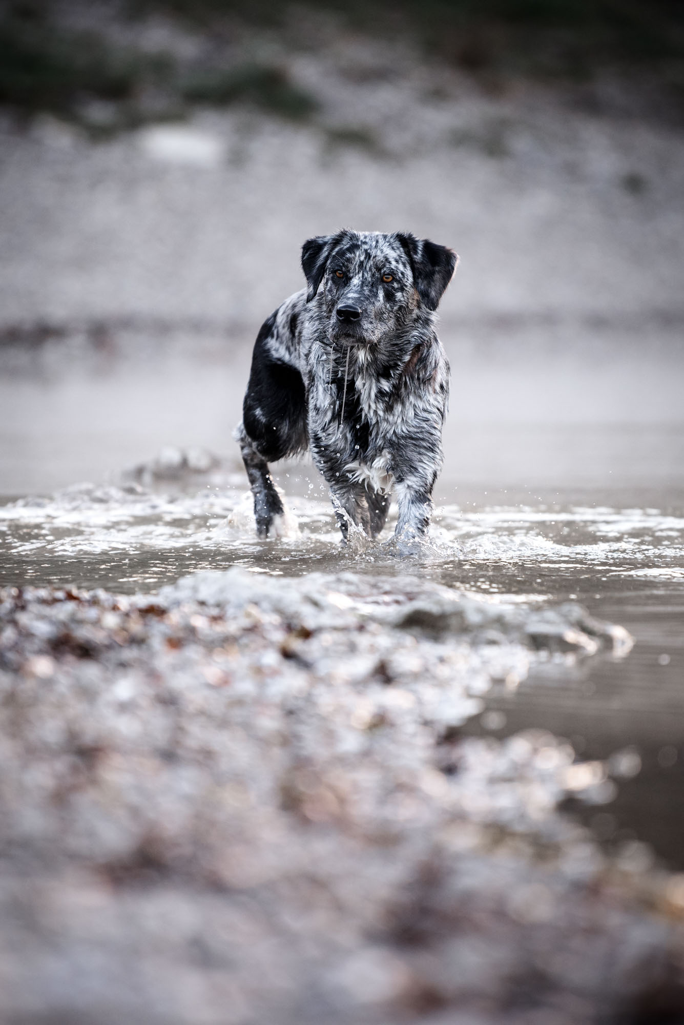 Tierfotografie Claudia Rahlmeier