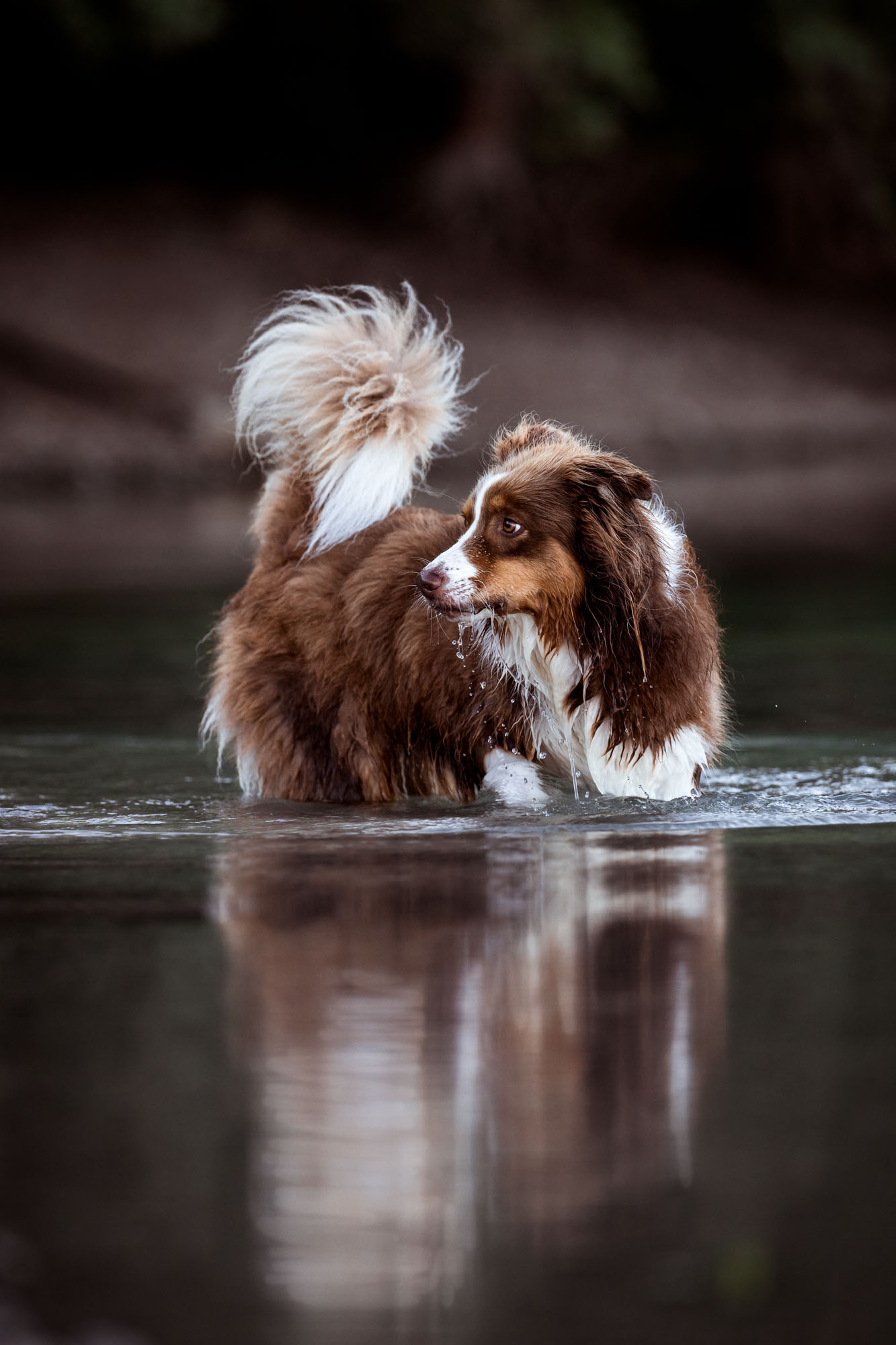 Tierfotografie Claudia Rahlmeier