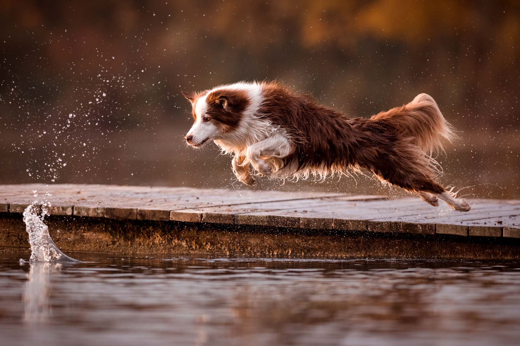 Tierfotografie Claudia Rahlmeier