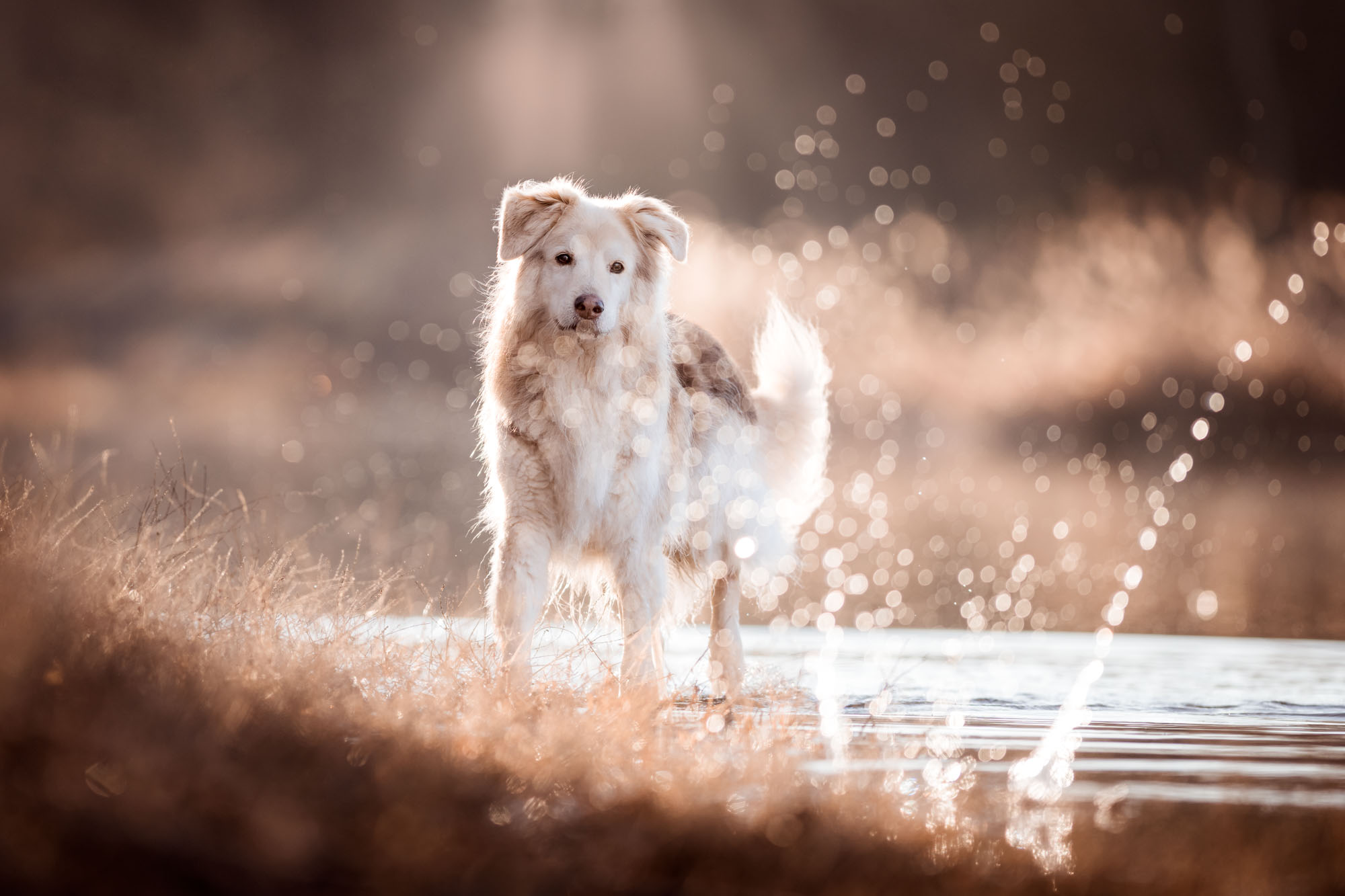 Tierfotografie Claudia Rahlmeier