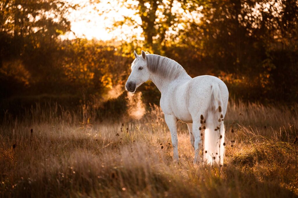 Fotoshooting mit Pferd 6 Tierfotografie Claudia Rahlmeier
