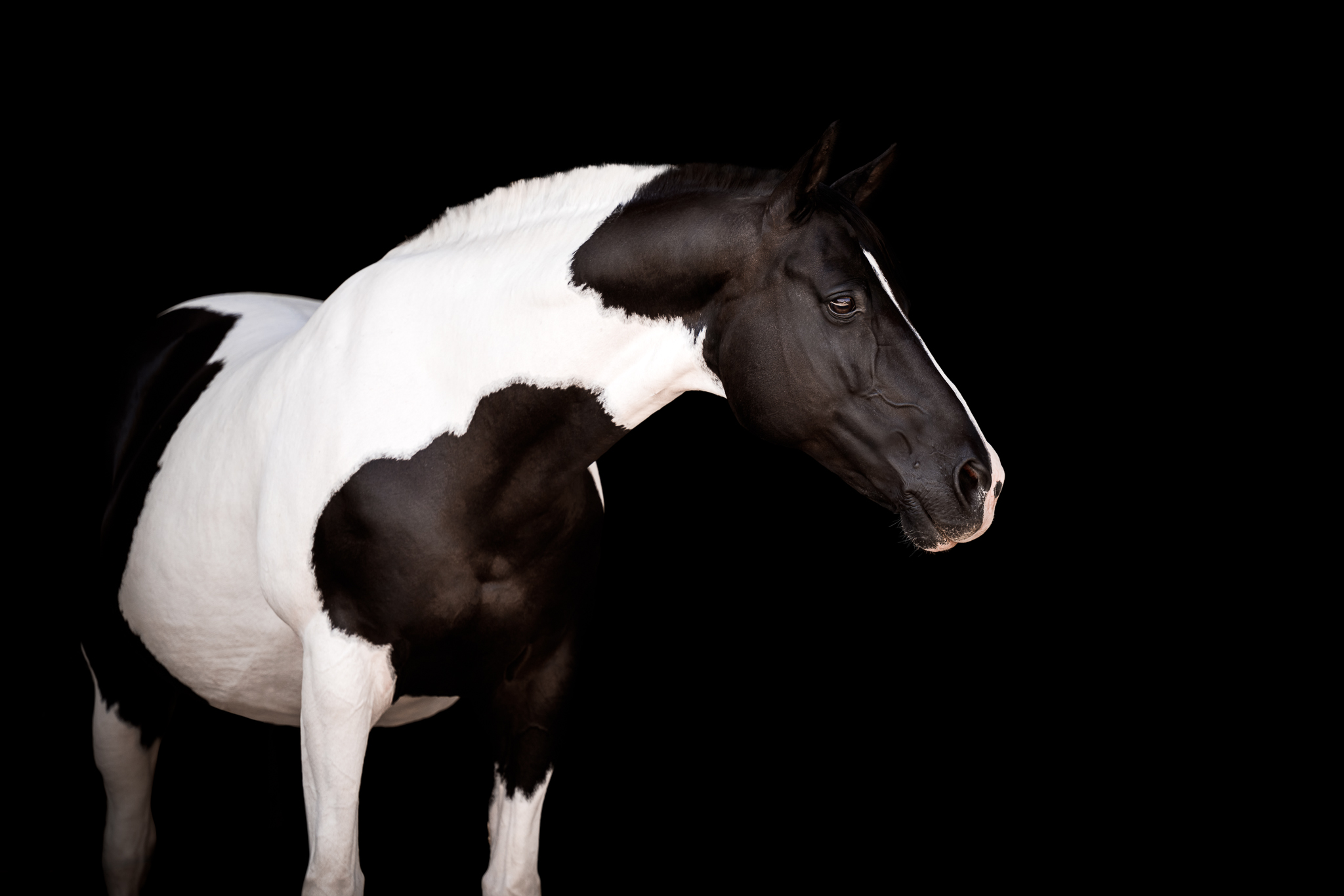SCHWARZ. PUR. 2 Tierfotografie Claudia Rahlmeier