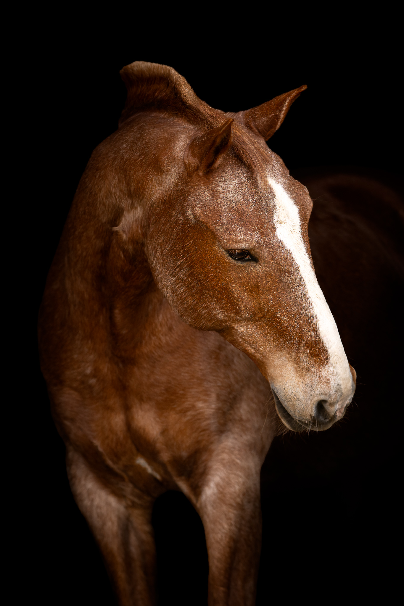 Tierfotografie Claudia Rahlmeier
