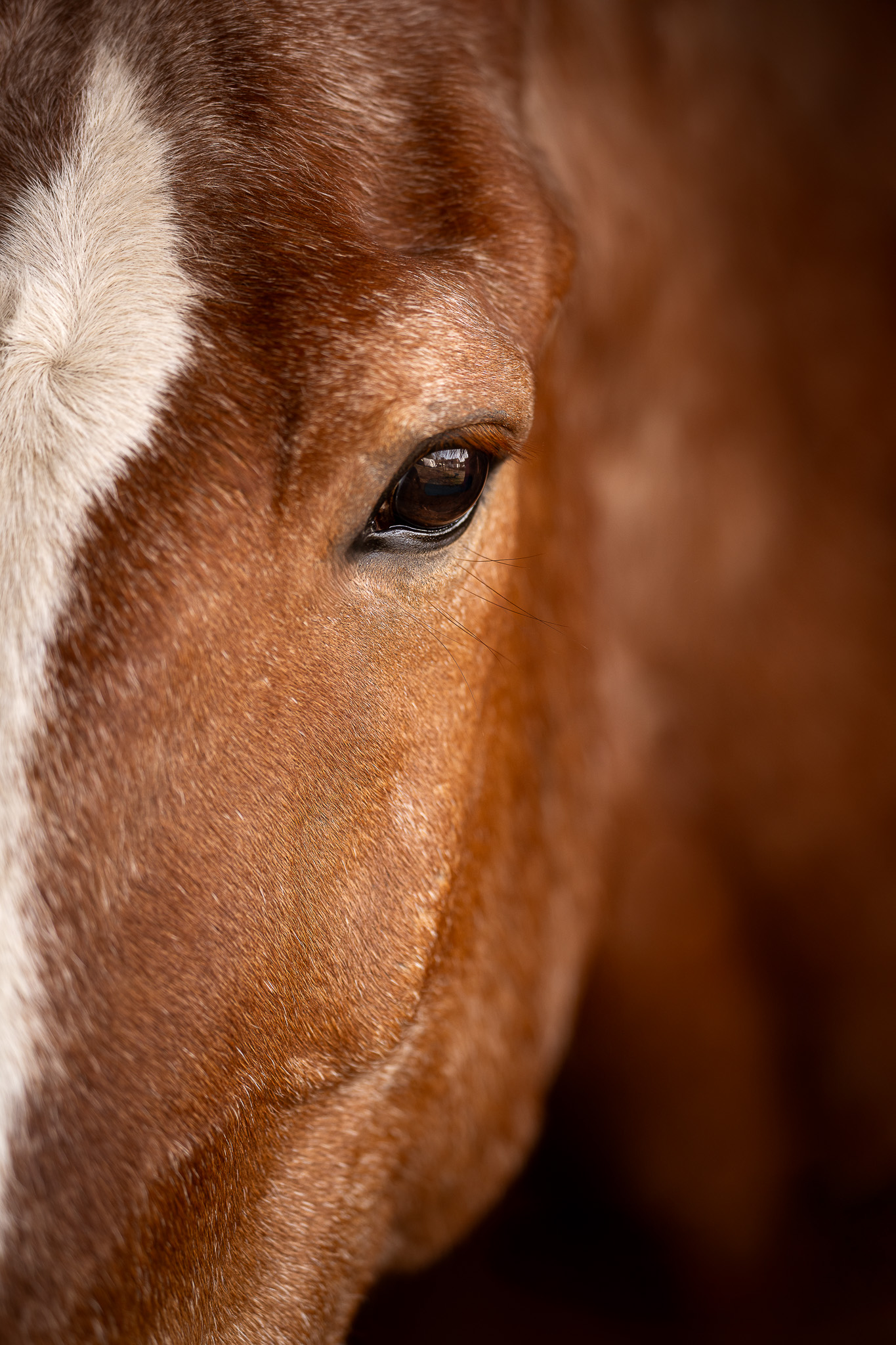 Tierfotografie Claudia Rahlmeier