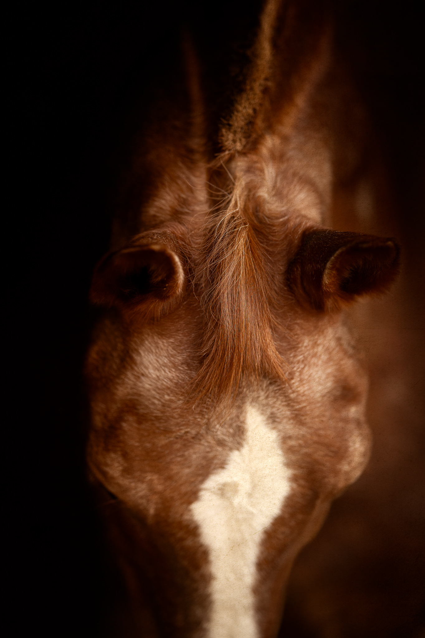 Tierfotografie Claudia Rahlmeier