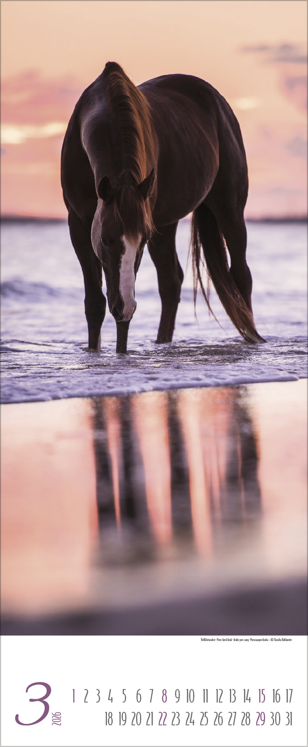 Pferde Kalender 2026 - Korsch Verlag – Bild 5