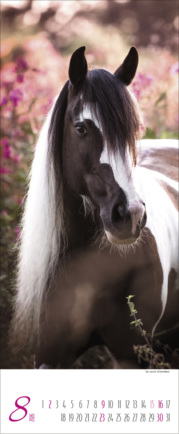 Pferde Kalender 2026 - Korsch Verlag – Bild 4