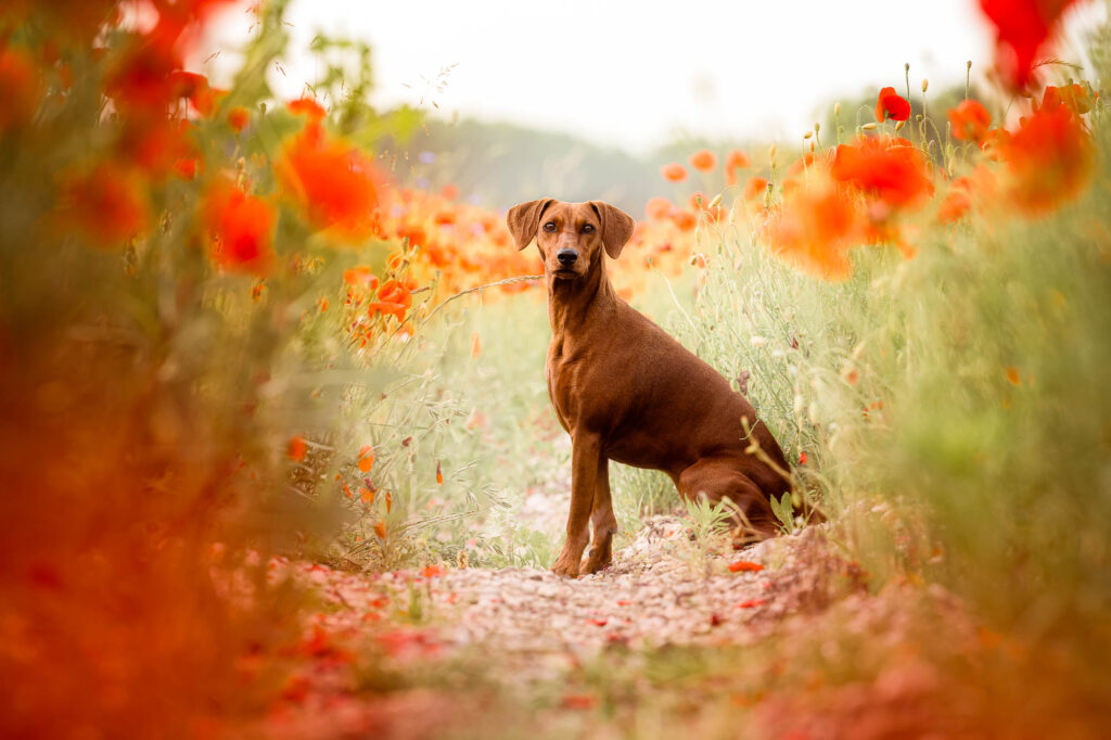 Hundefotoshooting im Mohnblumenfeld – Ein Traum in Rot nahe München 7 Deutscher Pinscher sitzt in Mohnblumen