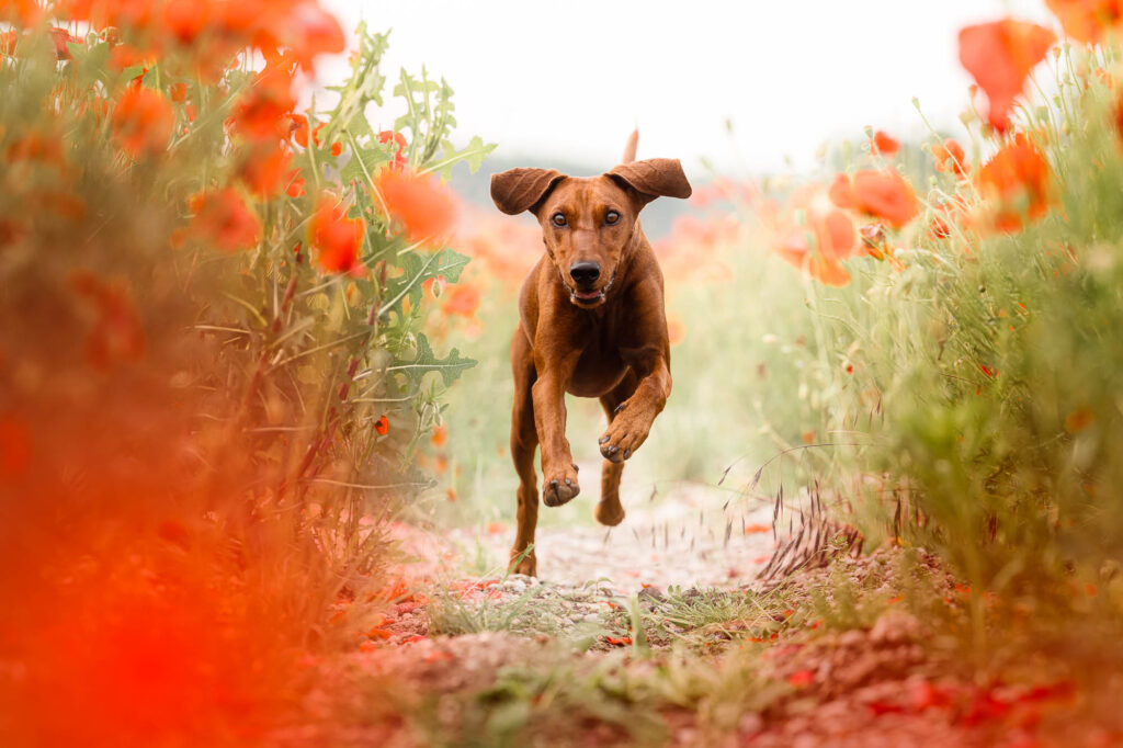 Hundefotoshooting im Mohnblumenfeld – Ein Traum in Rot nahe München 4 Hund läuft durch rotes Mohnblumenfeld – Hundefotografie nahe München