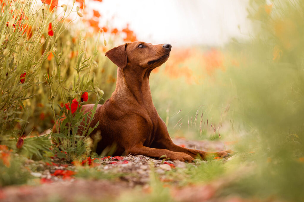 Hundefotoshooting im Mohnblumenfeld – Ein Traum in Rot nahe München 2 Portrait eines Hundes im Mohnblumenfeld