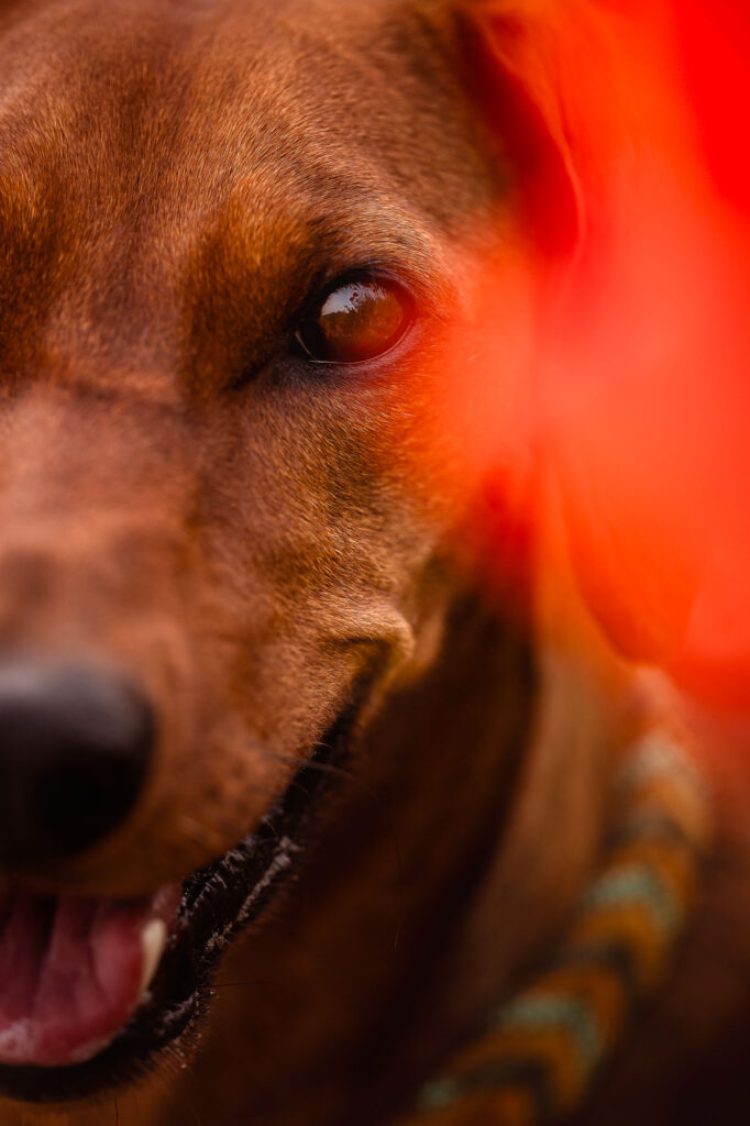 Hundefotoshooting im Mohnblumenfeld – Ein Traum in Rot nahe München 6 Detail Aufnahmen von deinem Hund