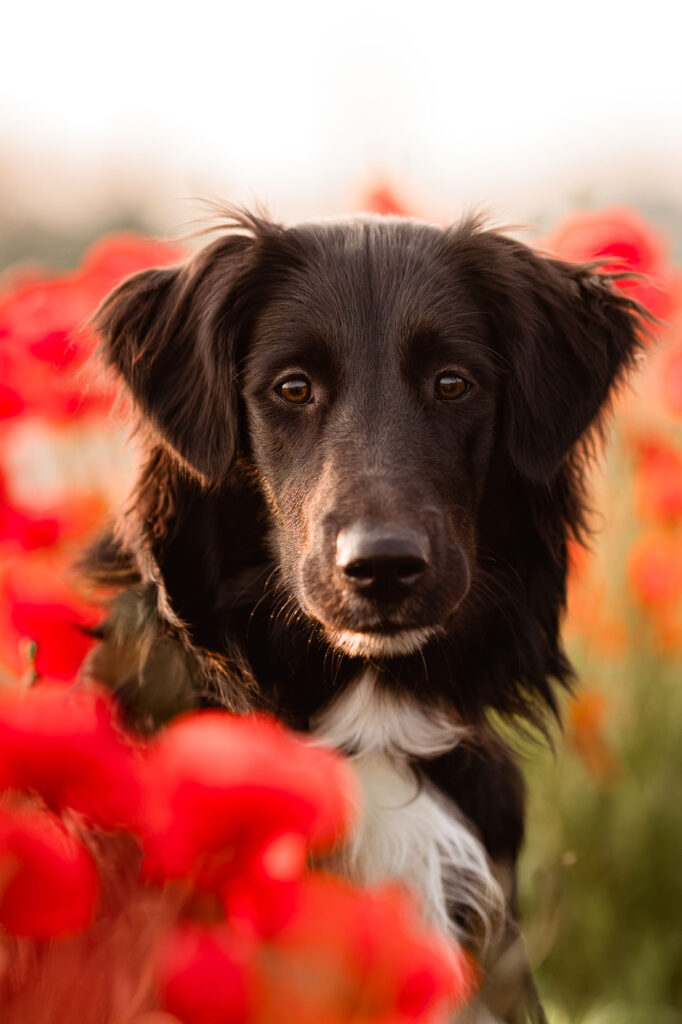 Hundefotoshooting im Mohnblumenfeld – Ein Traum in Rot nahe München 8 Portrait von einem süßen schwarzen Hund in roten Blumen