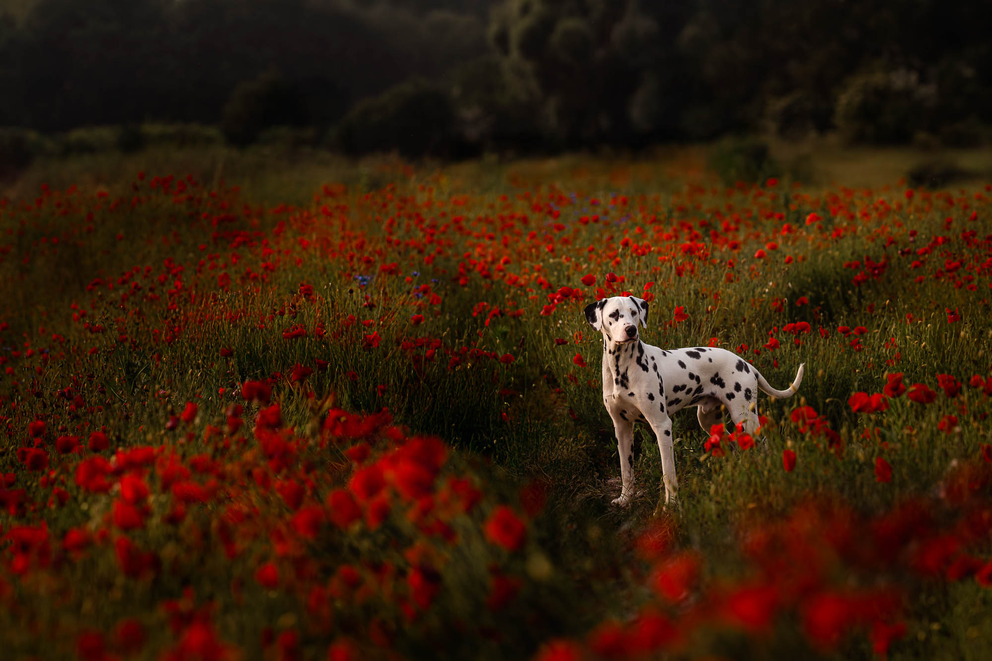 Tierfotografie Claudia Rahlmeier