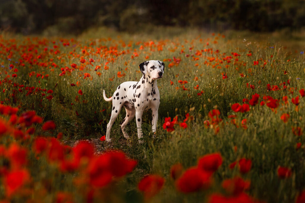 Hundefotoshooting im Mohnblumenfeld – Ein Traum in Rot nahe München 24 Dalmatiner bei Fotoshooting in Mohnblumenfeld