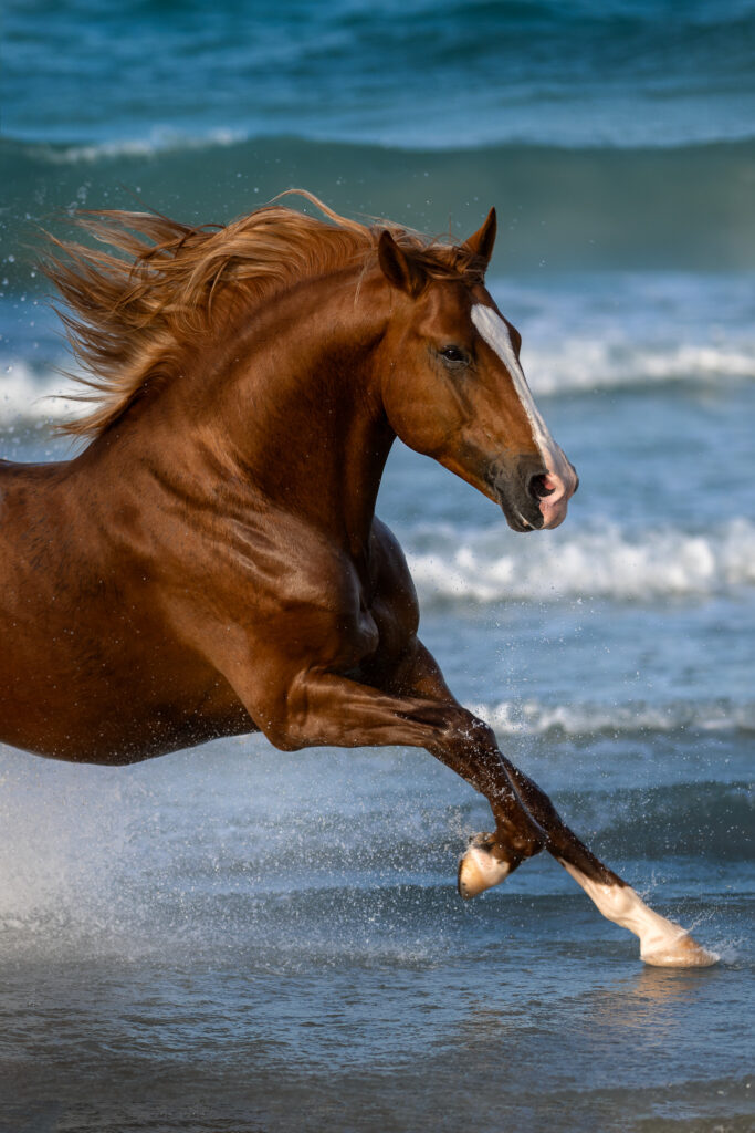 Fotoreise nach Djerba für Pferdefotografen 2026 – alle Infos & freie Plätze 5 Tierfotografie Claudia Rahlmeier