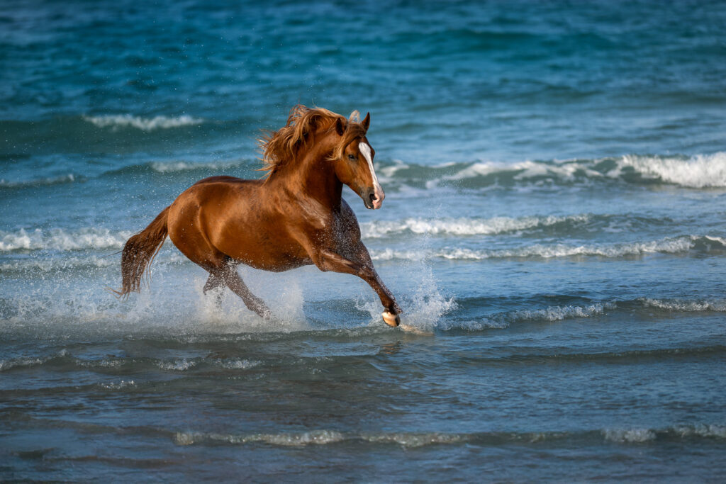 Fotoreise nach Djerba für Pferdefotografen 2026 – alle Infos & freie Plätze 20 Tierfotografie Claudia Rahlmeier