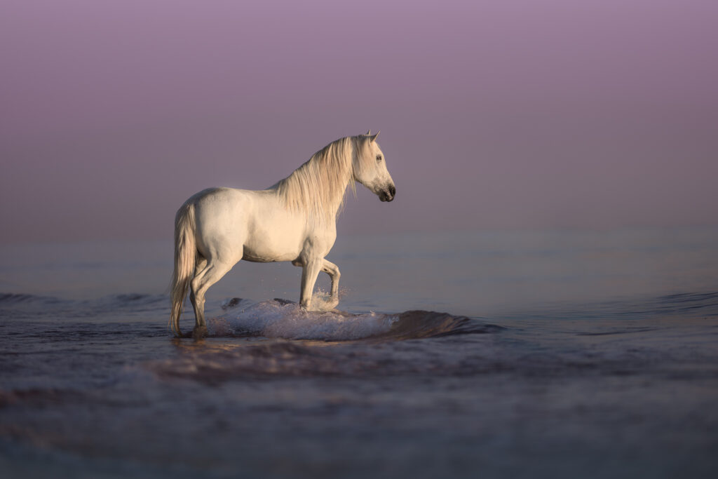 Fotoreise nach Djerba für Pferdefotografen 2026 – alle Infos & freie Plätze 22 Tierfotografie Claudia Rahlmeier