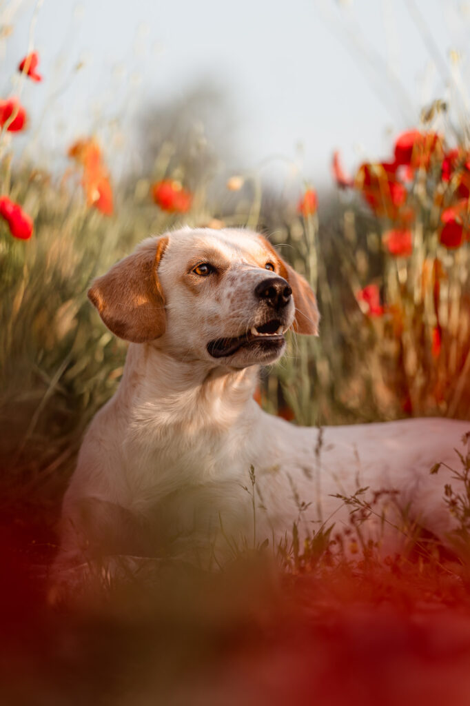 Hundefotoshooting im Mohnblumenfeld – Ein Traum in Rot nahe München 18 Hund liegt in Blumenfeld