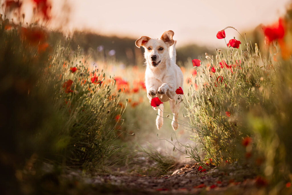 Hundefotoshooting im Mohnblumenfeld – Ein Traum in Rot nahe München 17 Fotoshooting bei Eching mit deinem Hund