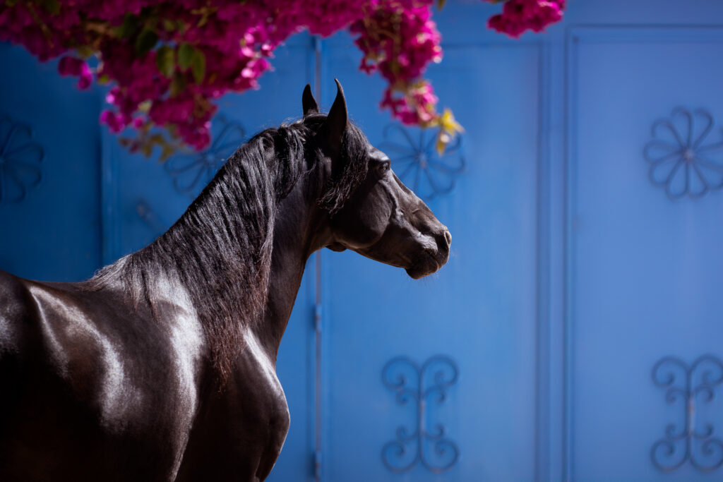 Fotoreise nach Djerba für Pferdefotografen 2026 – alle Infos & freie Plätze 16 Tierfotografie Claudia Rahlmeier