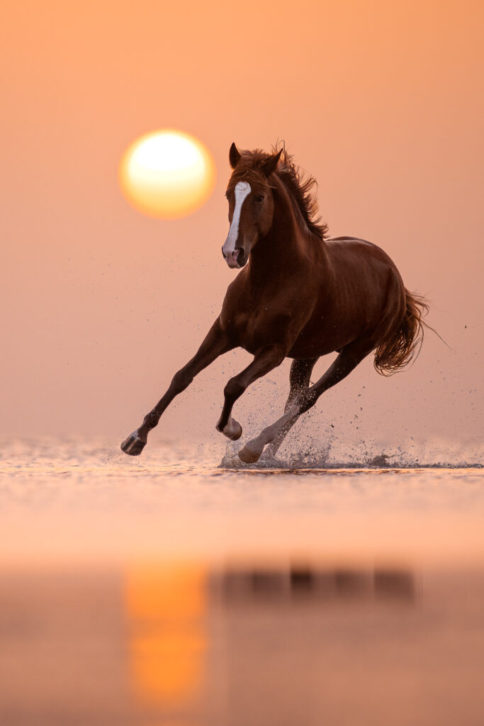 Fotoreise nach Djerba für Pferdefotografen 2026 – alle Infos & freie Plätze 17 Tierfotografie Claudia Rahlmeier