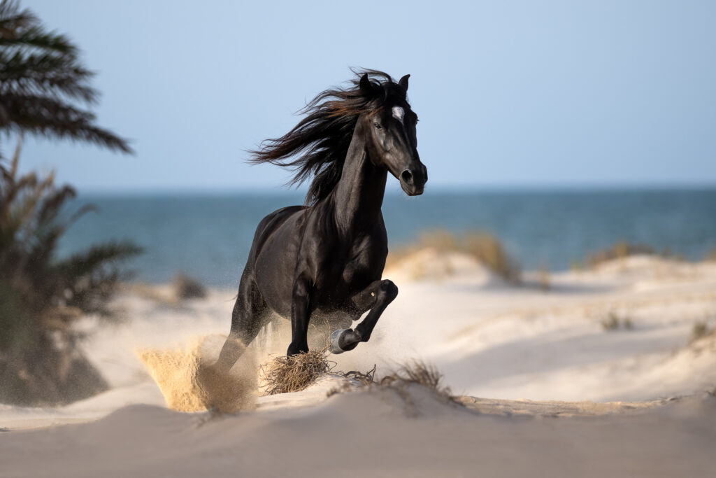 Fotoreise nach Djerba für Pferdefotografen 2026 – alle Infos & freie Plätze 8 Tierfotografie Claudia Rahlmeier